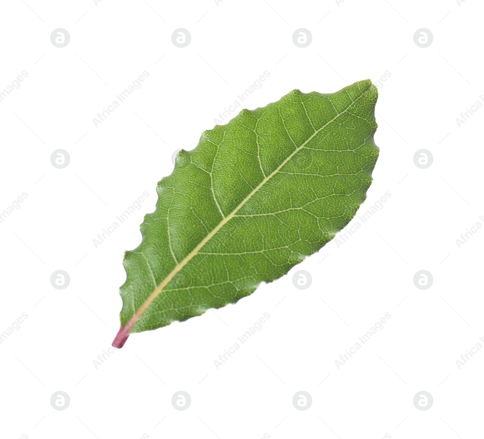 Photo of One fresh bay leaf isolated on white