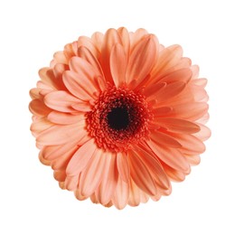 Image of Beautiful coral gerbera flower on white background