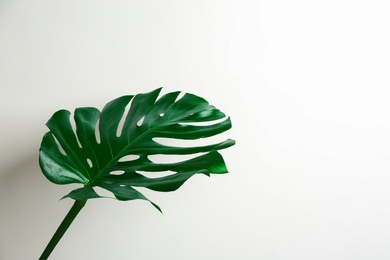 Photo of Beautiful monstera leaf on white background. Tropical plant