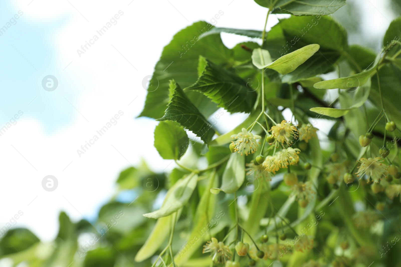 Photo of Green linden tree with fresh young leaves and blossom outdoors on sunny spring day, closeup