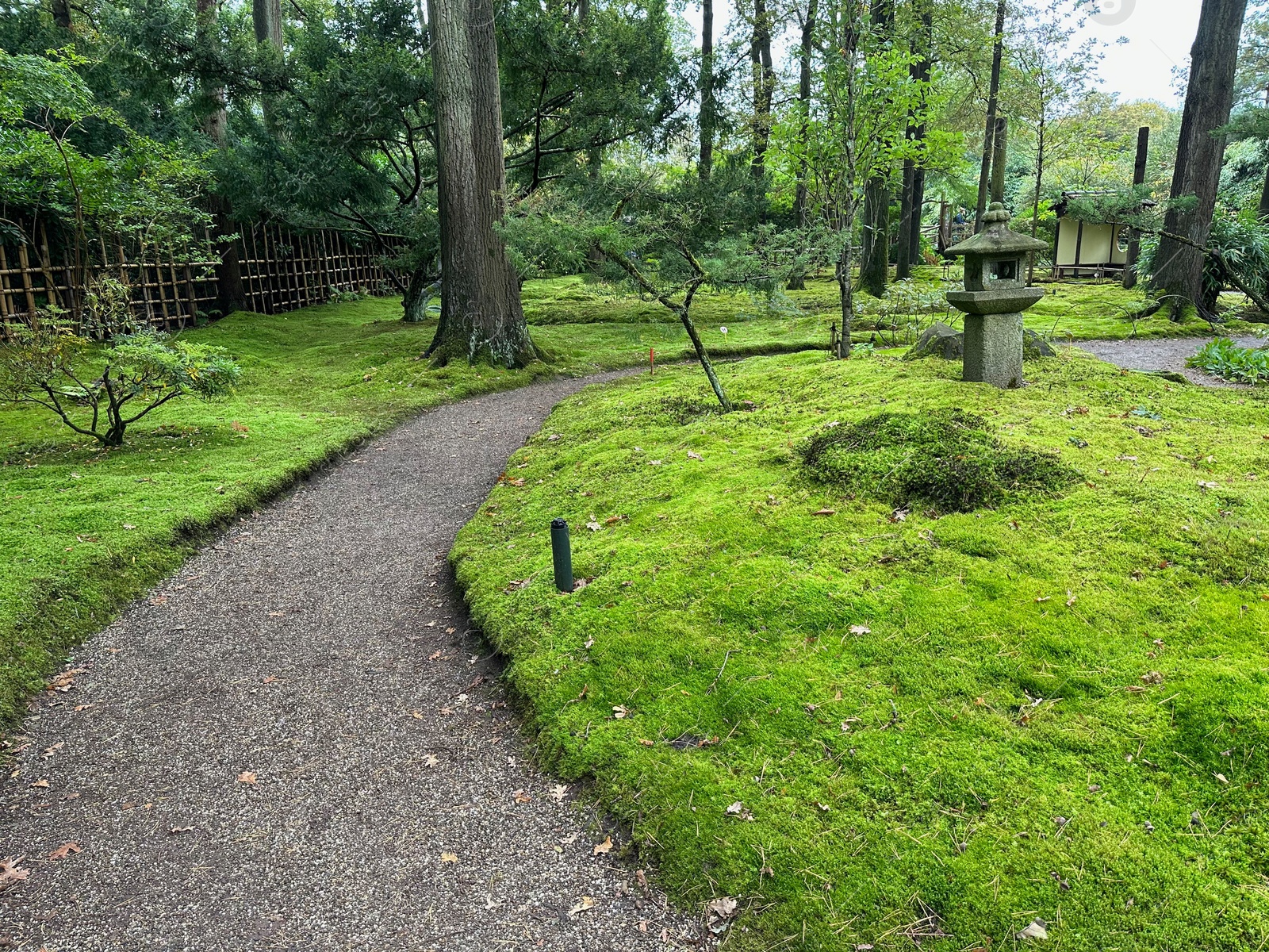 Photo of Bright moss, different plants, stone lantern and pathway in Japanese garden