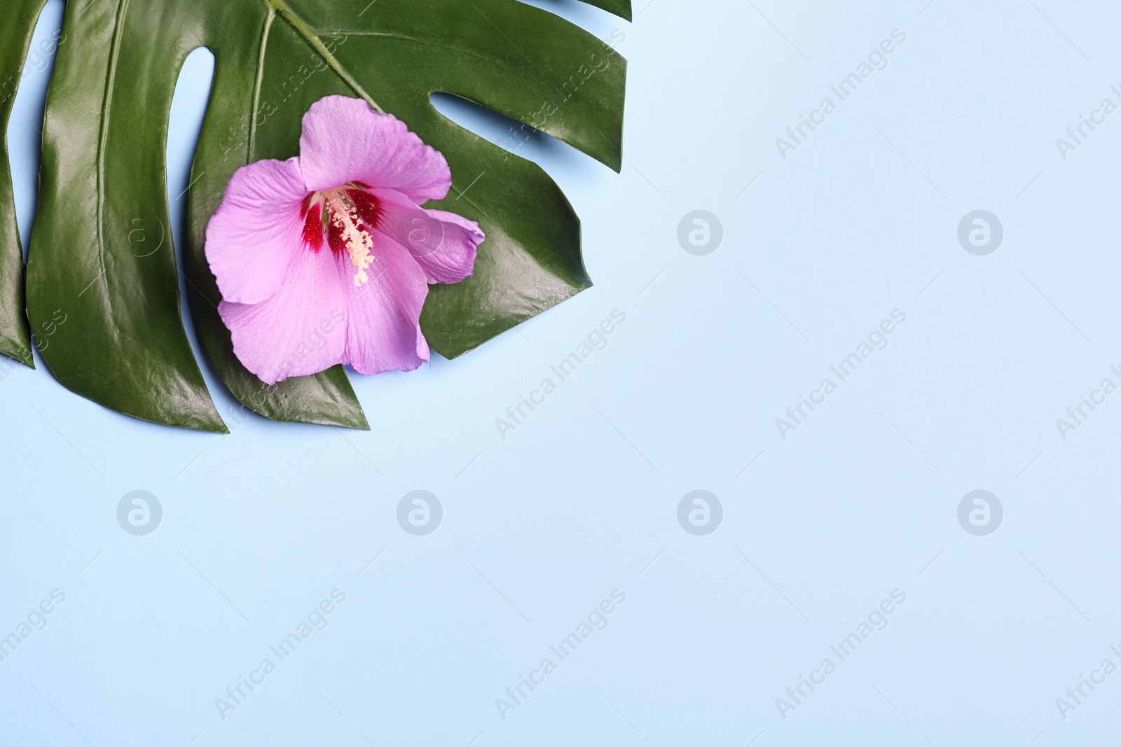 Photo of Flat lay composition with tropical leaf and Hibiscus flower on light blue background. Space for text