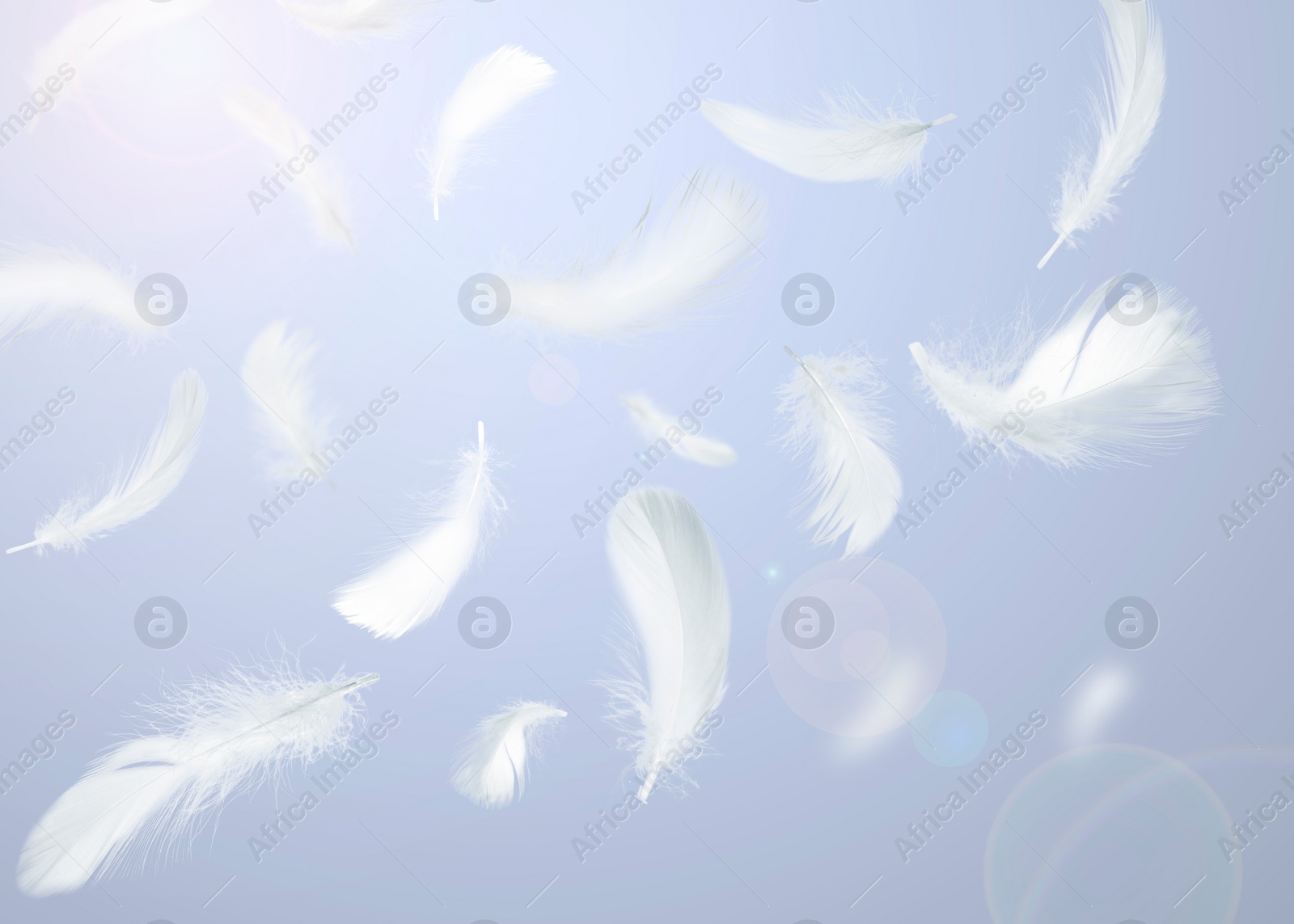 Image of Fluffy bird feathers falling on violet background