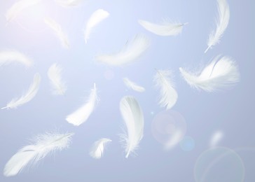 Fluffy bird feathers falling on violet background