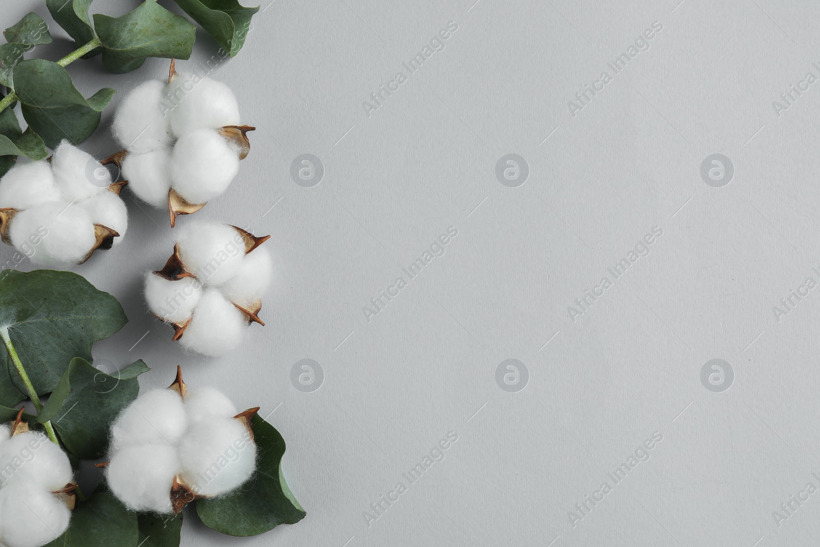 Photo of Cotton flowers and eucalyptus leaves on light grey background, flat lay. Space for text