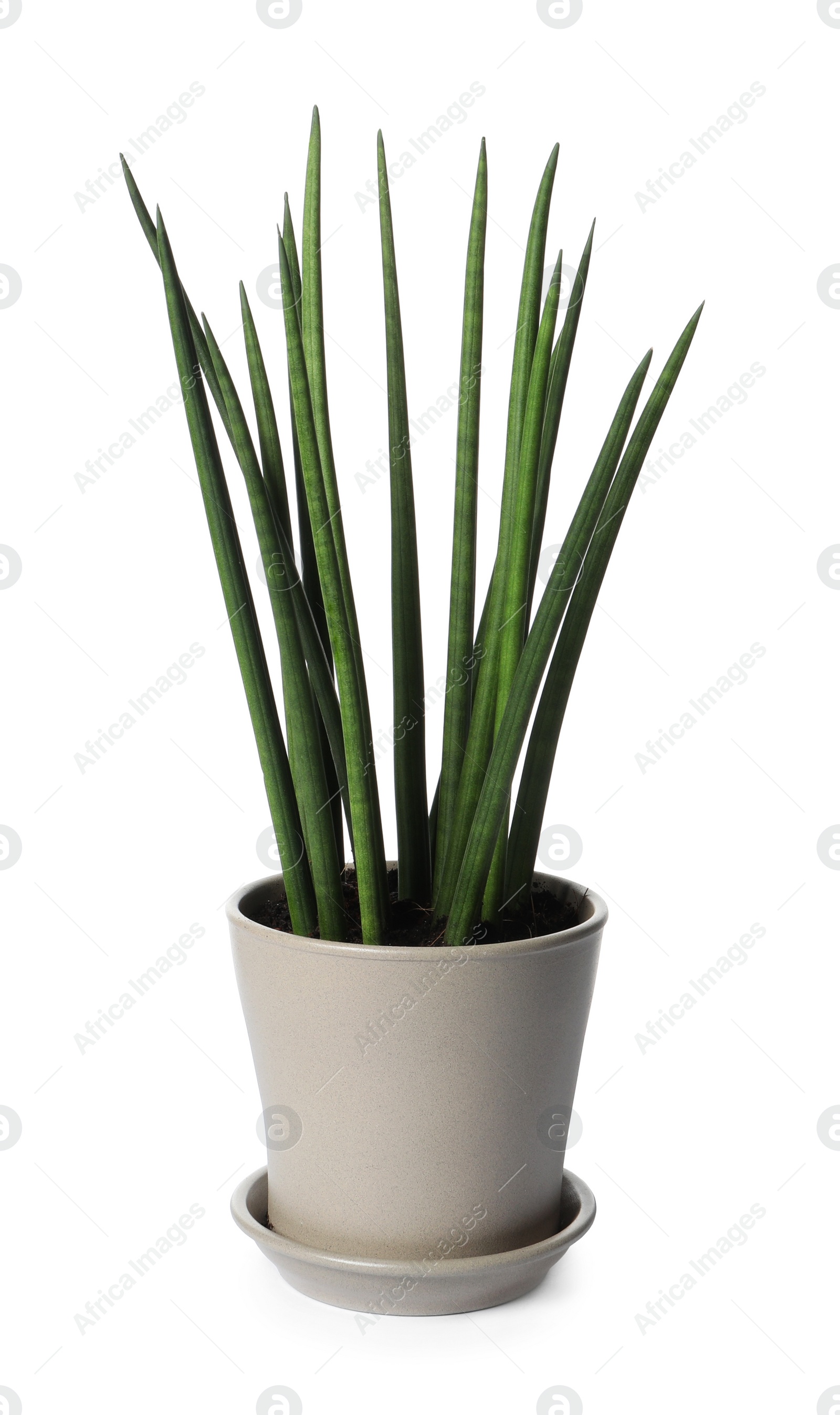 Photo of Pot with Sansevieria plant isolated on white. Home decor