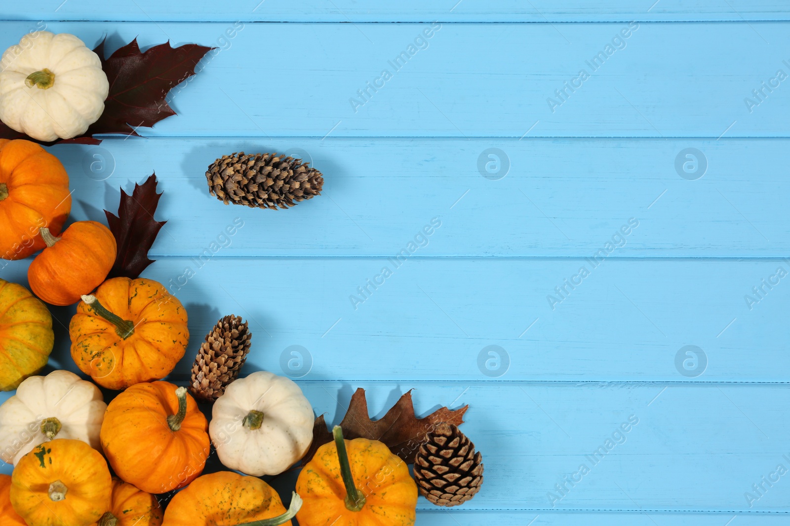 Photo of Thanksgiving day. Flat lay composition with pumpkins on light blue wooden table, space for text