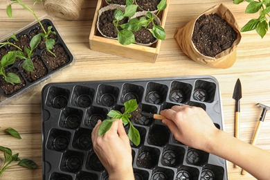 Photo of Woman taking care of seedlings at wooden table, top view