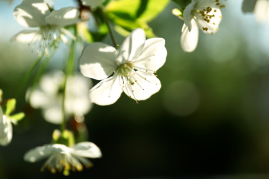 Photo of Blossoming cherry tree, closeup