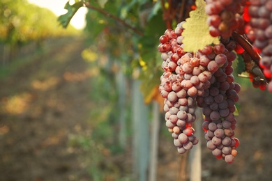 Photo of Bunches of grapes growing in vineyard on sunny day. Wine production