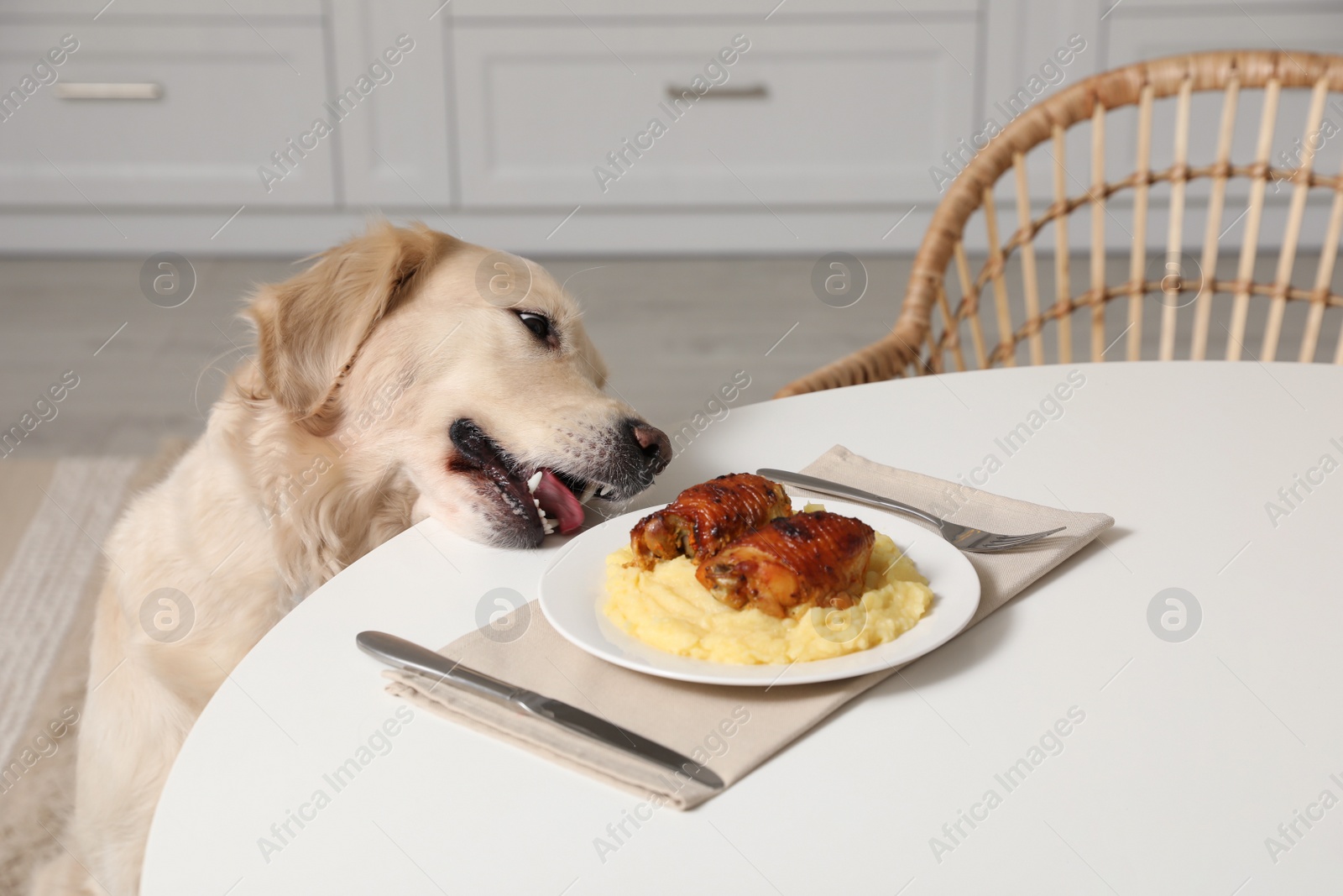 Photo of Cute dog trying to steal owner's food from table in kitchen