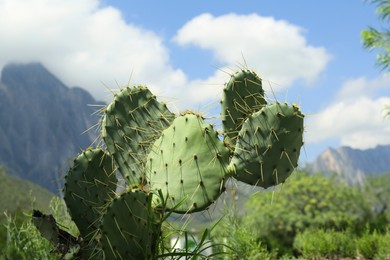 Photo of Beautiful Opuntia cactus growing near mountains outdoors
