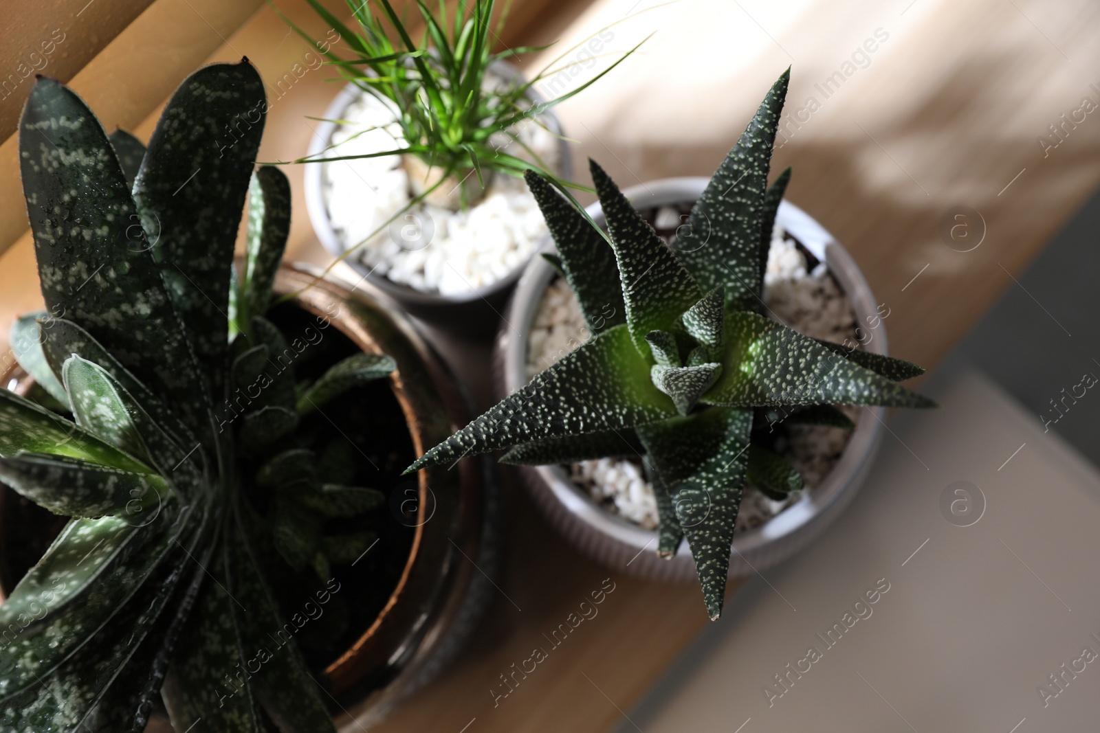 Photo of Beautiful potted plants on window sill, top view. Floral house decor