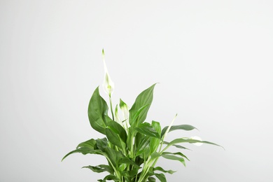 Photo of Beautiful Spathiphyllum home plant on grey background