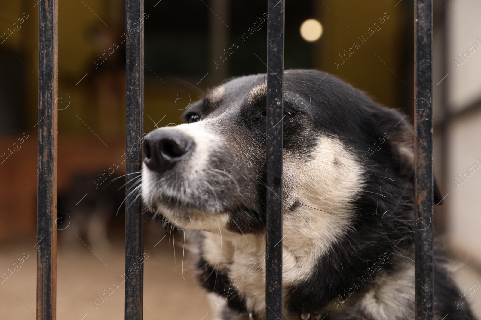 Photo of Homeless dogs in cage at animal shelter outdoors. Concept of volunteering