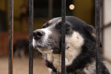 Homeless dogs in cage at animal shelter outdoors. Concept of volunteering