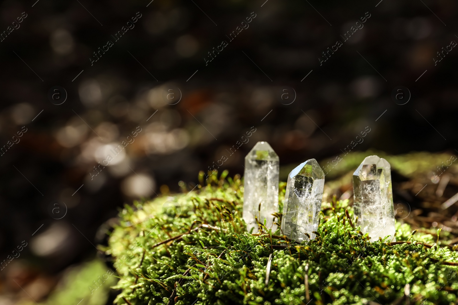 Photo of Clear quartz crystals on green moss in forest. Space for text