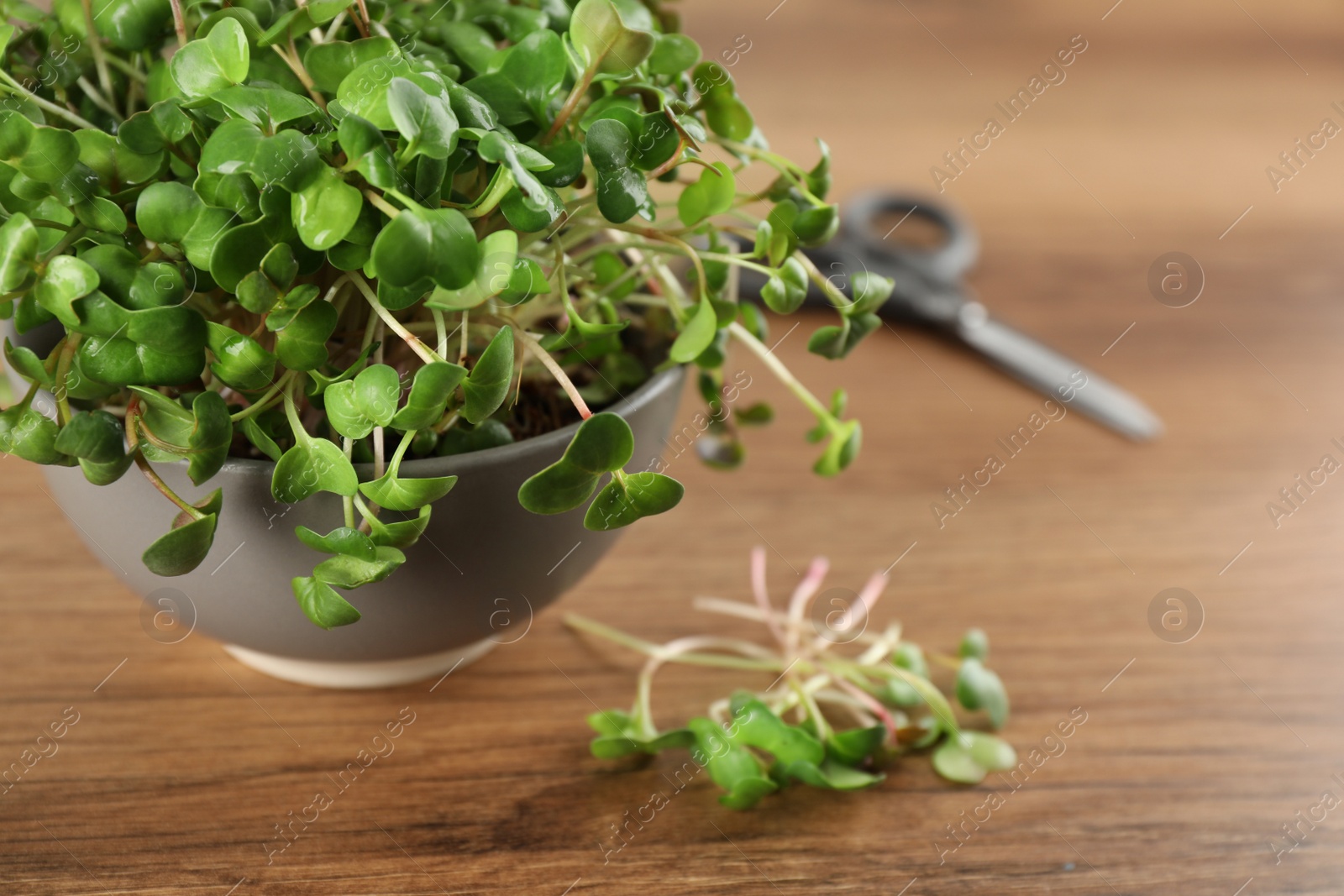 Photo of Fresh radish microgreens in bowl on wooden table, space for text
