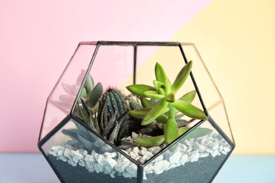 Photo of Glass florarium with different succulents on color background, closeup