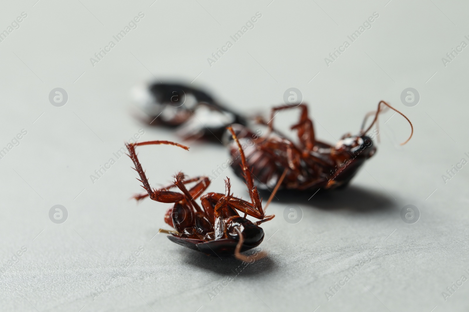 Photo of Dead cockroaches on light grey background, closeup. Pest control