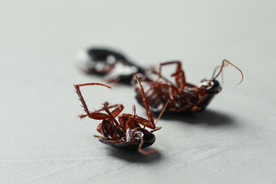 Dead cockroaches on light grey background, closeup. Pest control