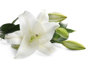 Beautiful fresh lily flowers isolated on white