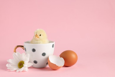 Photo of Cute chick in cup with white chrysanthemum flower, egg, piece of shell and space for text on pink background, closeup. Baby animal