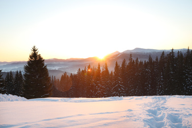 Picturesque view of conifer forest covered with snow at sunset