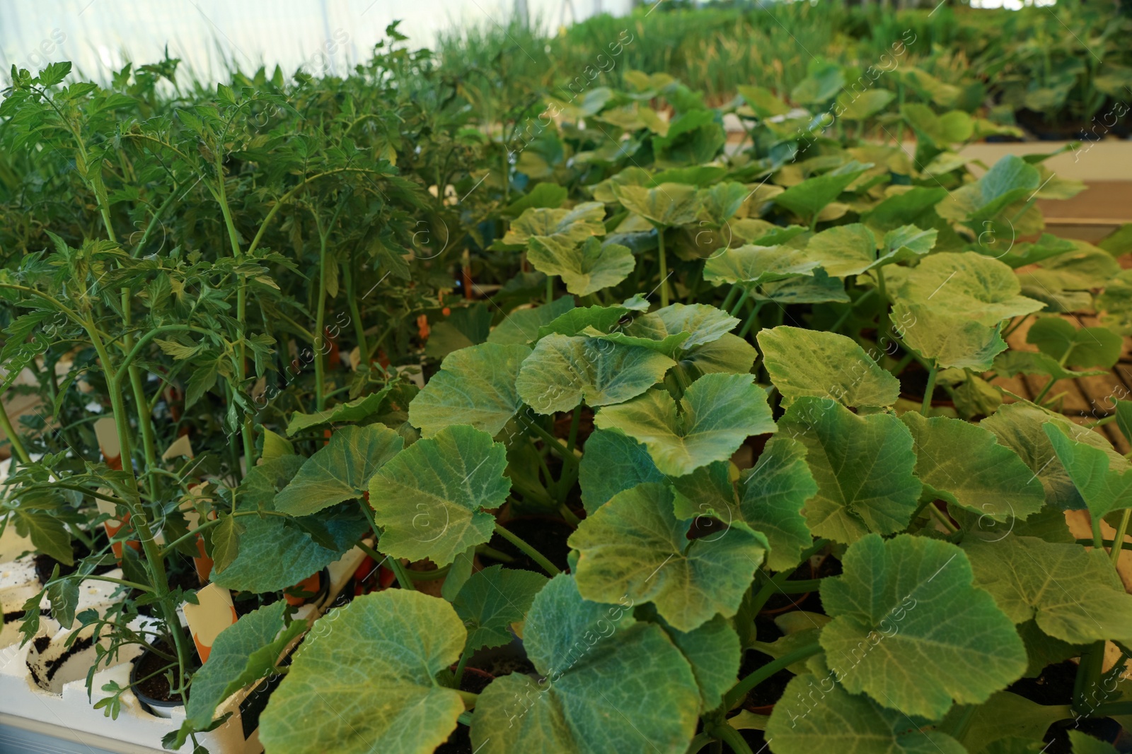 Photo of Many different vegetable seedlings in garden center