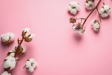 Dry cotton branches with fluffy flowers on light pink background, flat lay. Space for text