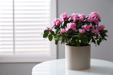 Beautiful Azalea flower in plant pot on white table indoors, space for text. House decor