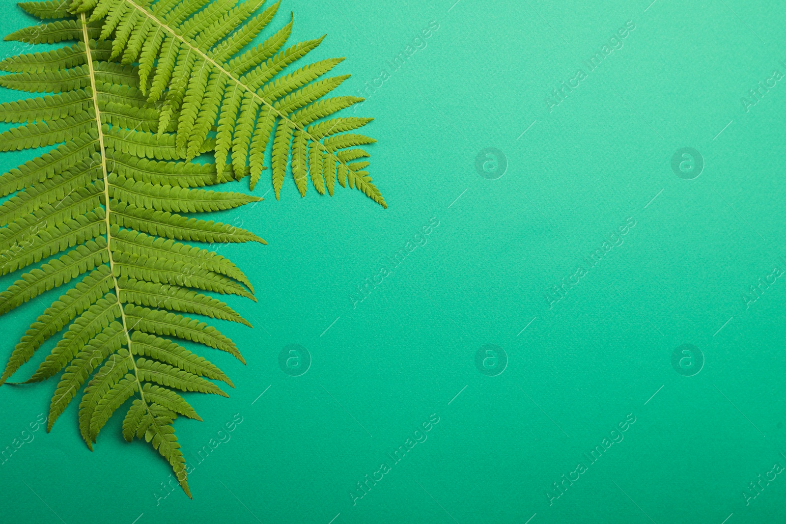 Photo of Beautiful tropical fern leaves on light green background, flat lay. Space for text