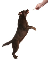 Woman giving tasty bone shaped cookie to her dog on white background, closeup