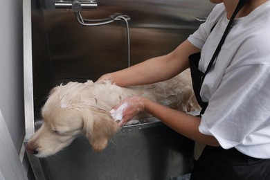 Professional groomer washing cute dog in pet beauty salon, closeup