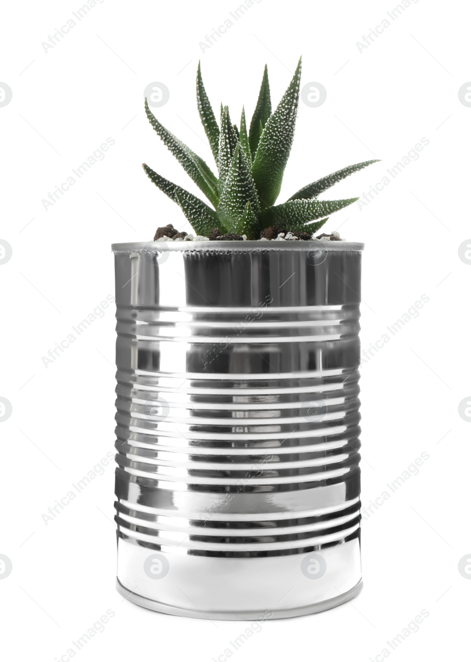 Photo of Beautiful succulent plant in tin can isolated on white. Home decor