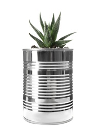 Beautiful succulent plant in tin can isolated on white. Home decor