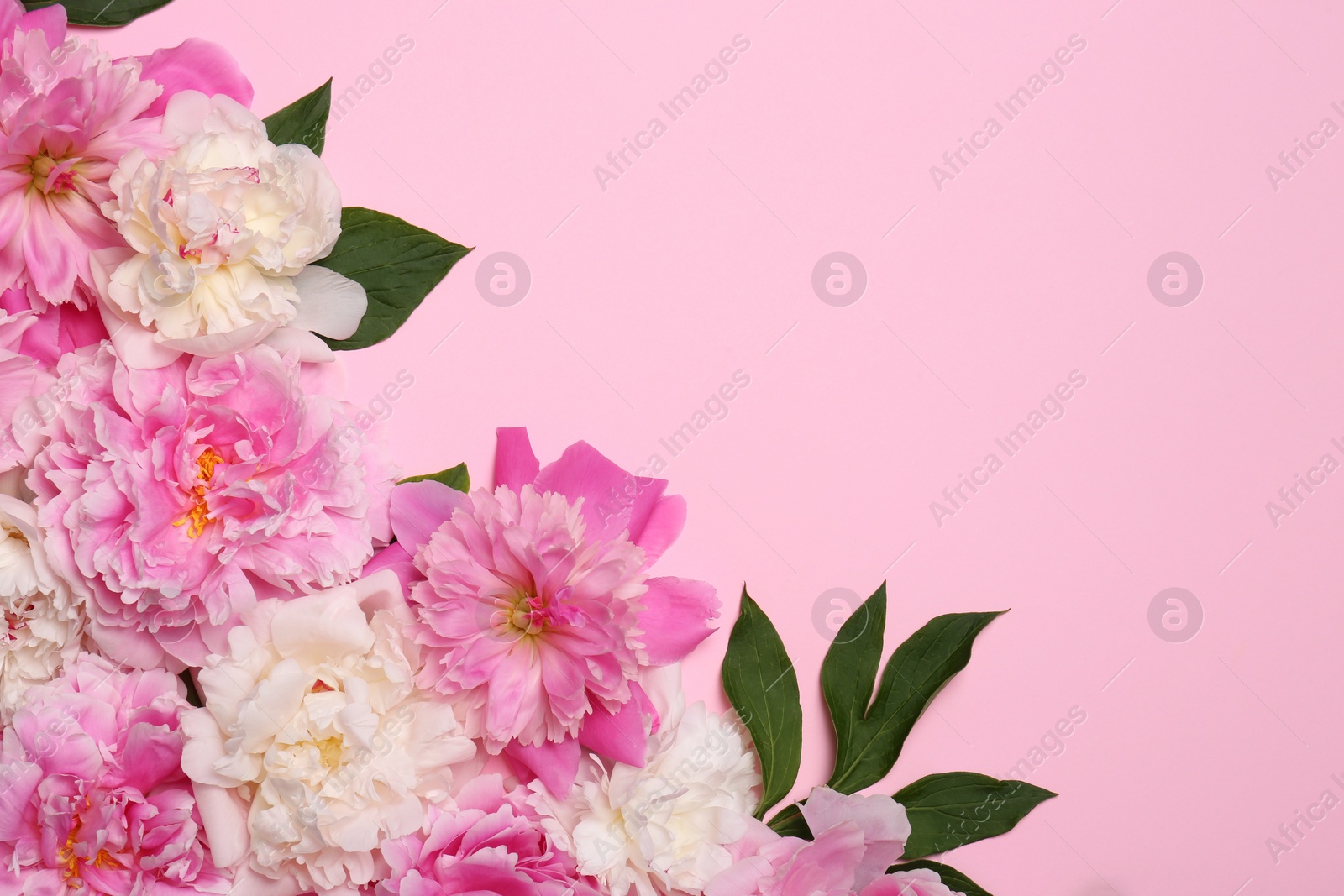Photo of Beautiful peony flowers and green leaves on pink background, flat lay. Space for text