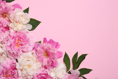 Photo of Beautiful peony flowers and green leaves on pink background, flat lay. Space for text