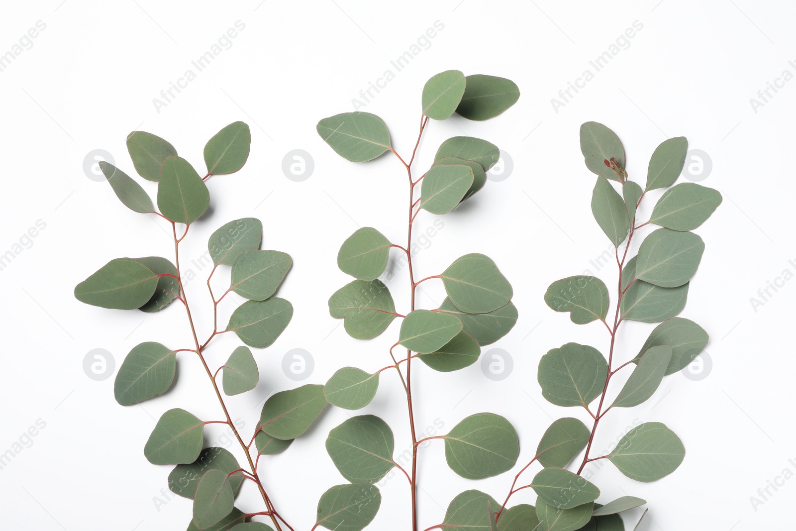 Photo of Eucalyptus branches with fresh leaves on white background, top view