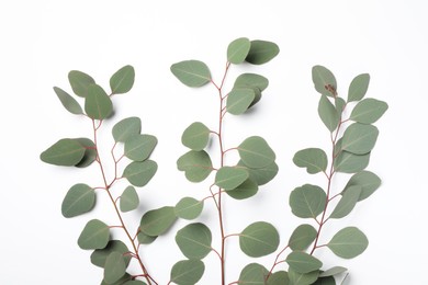 Photo of Eucalyptus branches with fresh leaves on white background, top view