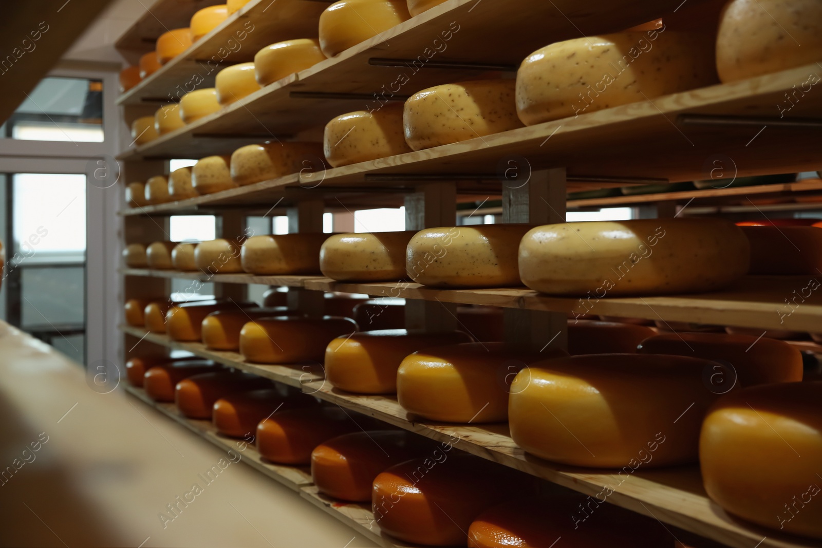 Photo of Fresh cheese heads on rack in factory warehouse