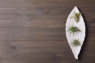 Photo of Top view of different tillandsia plants on wooden table, space for text. House decor