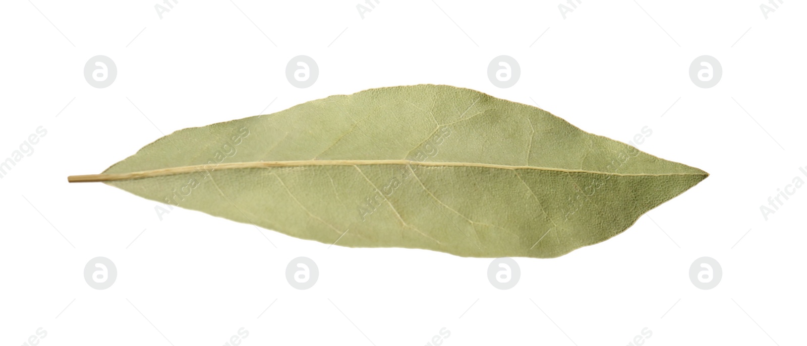 Photo of One aromatic bay leaf isolated on white