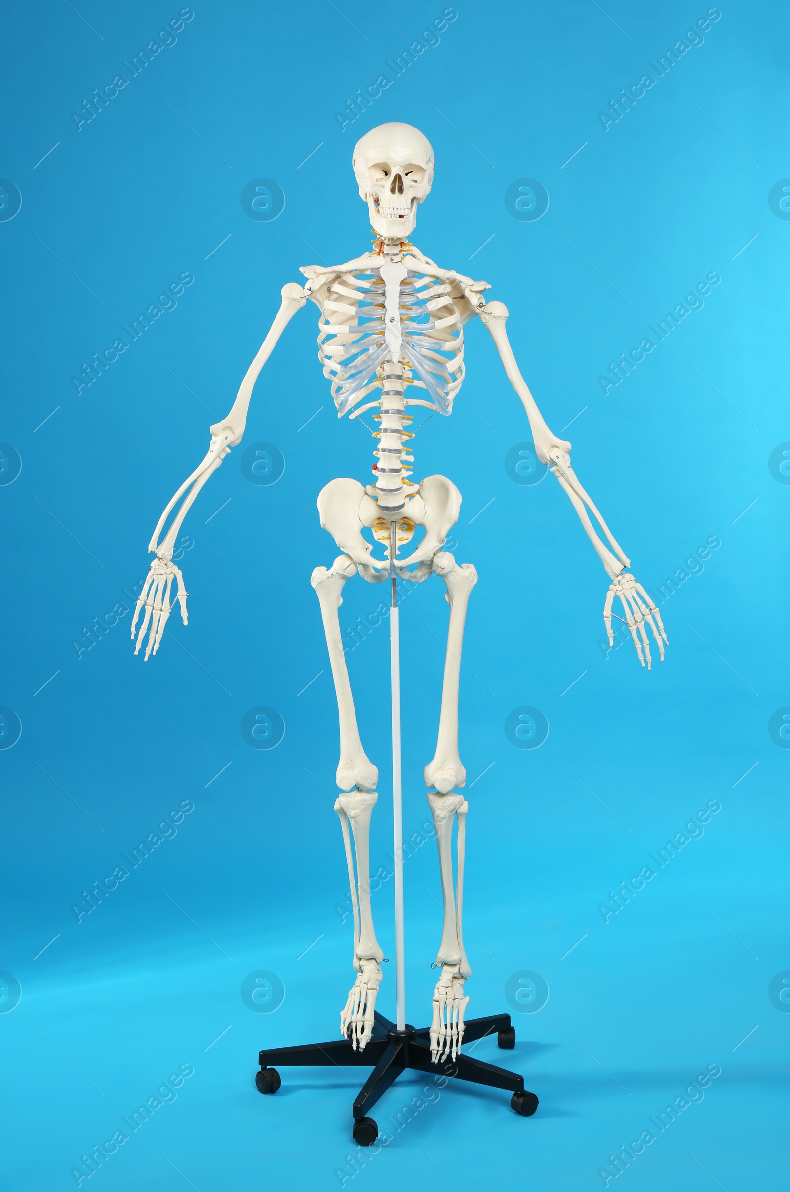 Photo of Artificial human skeleton model on blue background