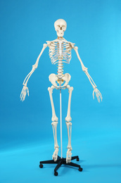 Artificial human skeleton model on blue background
