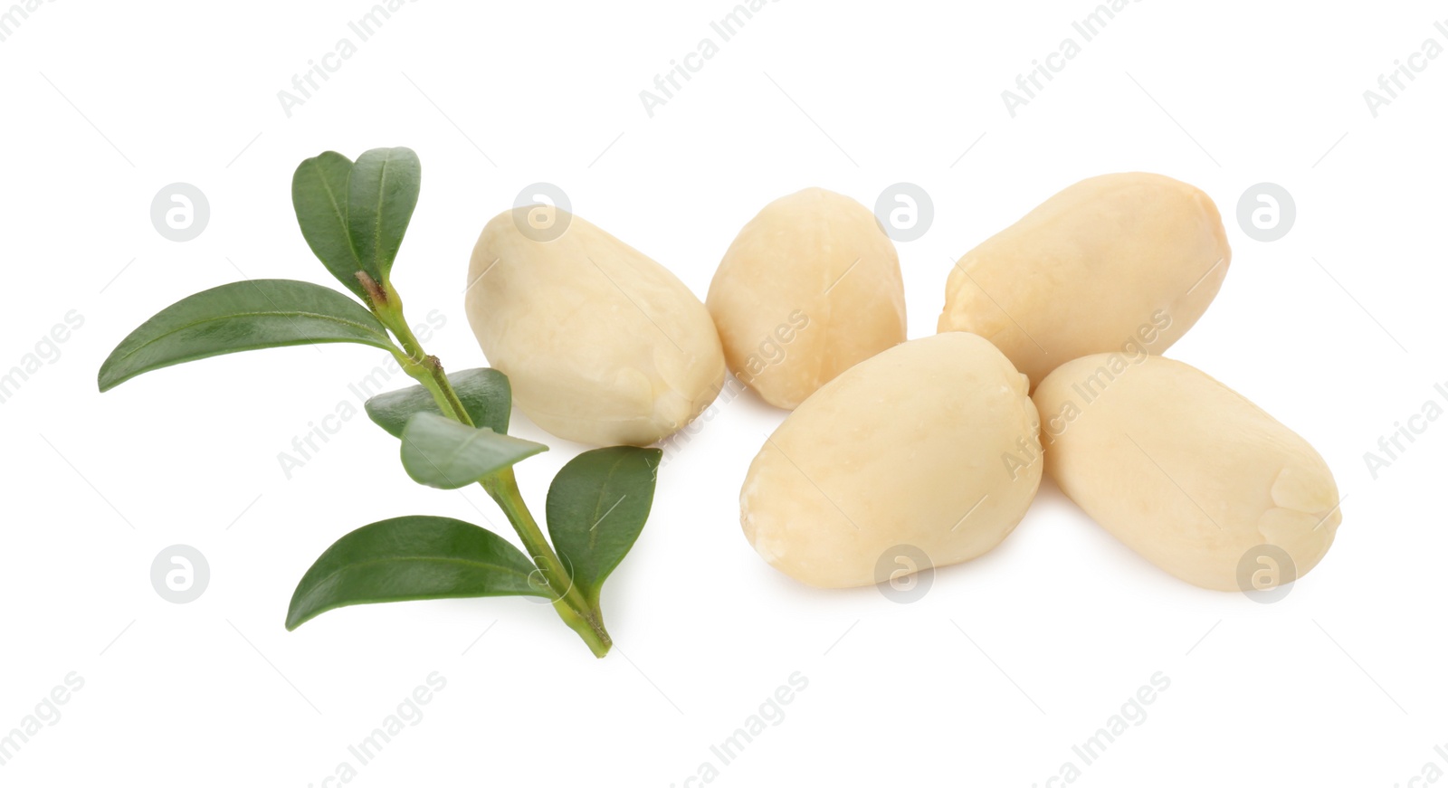 Photo of Fresh peeled peanuts and twig isolated on white