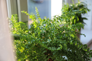 Photo of Beautiful potted plants near window at home, closeup