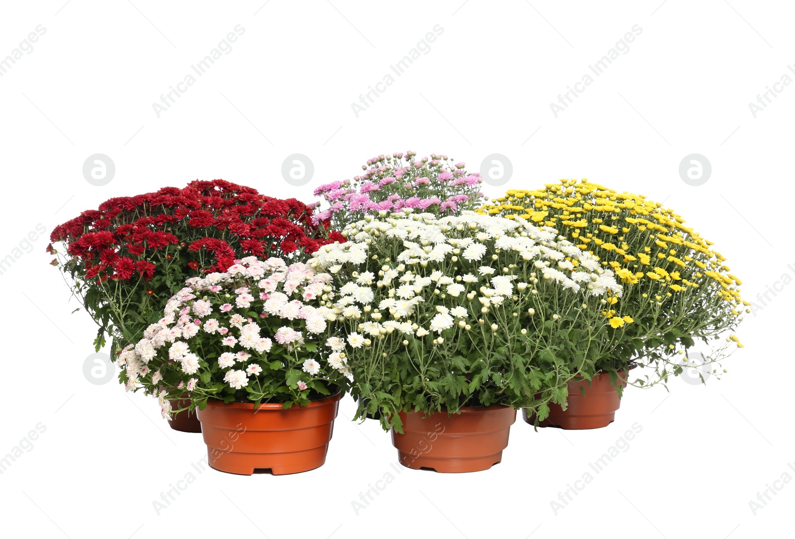 Photo of Pots with beautiful colorful chrysanthemum flowers on white background