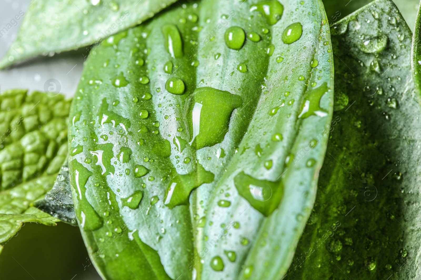 Photo of Water drops and fresh green leaves, closeup