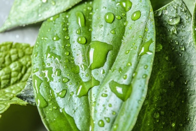 Photo of Water drops and fresh green leaves, closeup